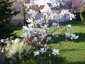 Magnolie